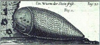 stone worm shamir 